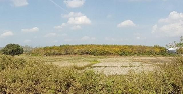 ใช่ 💖 ที่ดิน วังสะพุง ราคาพิเศษ! 💖 รูปที่ 4