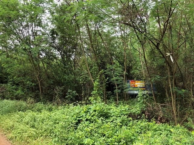 ใช่ 💖 ที่ดิน บึงสามพัน ราคาพิเศษ! 💖 รูปที่ 4