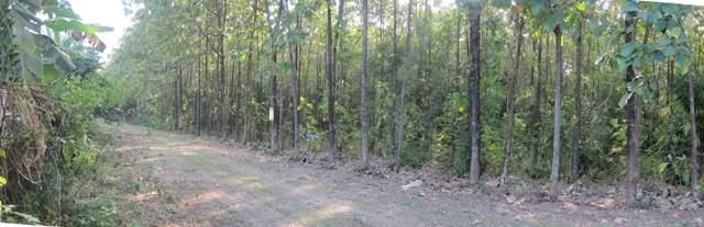 ใช่ 💖 ที่ดิน ชัยบาดาล ราคาพิเศษ! 💖 รูปที่ 2