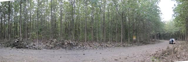 ใช่ 💖 ที่ดิน ชัยบาดาล ราคาพิเศษ! 💖 รูปที่ 3