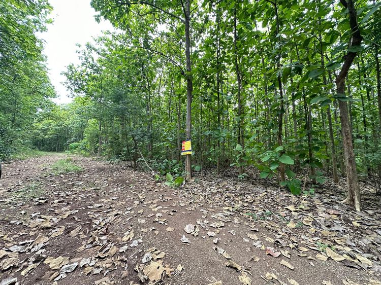 ใช่ 💖 ที่ดิน ชัยบาดาล ราคาพิเศษ! 💖 รูปที่ 2