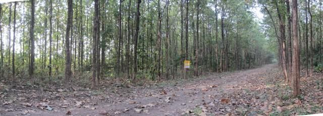 ใช่ 💖 ที่ดิน ชัยบาดาล ราคาพิเศษ! 💖 รูปที่ 2