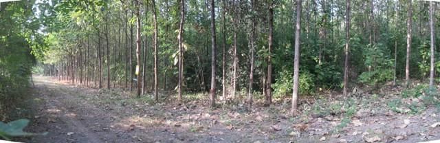 ใช่ 💖 ที่ดิน ชัยบาดาล ราคาพิเศษ! 💖 รูปที่ 2