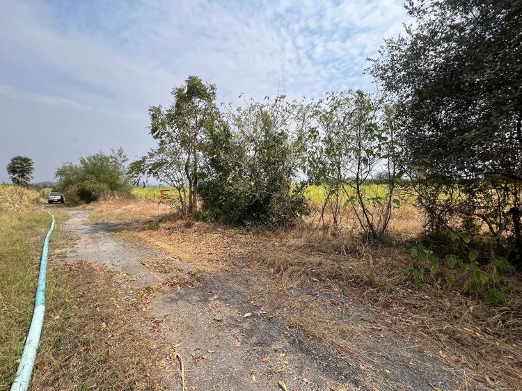 ใช่ 💖 ที่ดิน ชัยบาดาล ราคาพิเศษ! 💖 รูปที่ 3