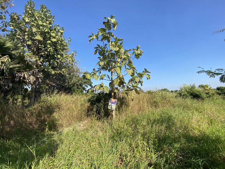 💖 ที่ดิน สันป่าตอง ราคาพิเศษ! 💖