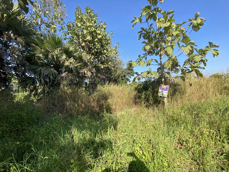 ใช่ 💖 ที่ดิน สันป่าตอง ราคาพิเศษ! 💖 รูปที่ 3