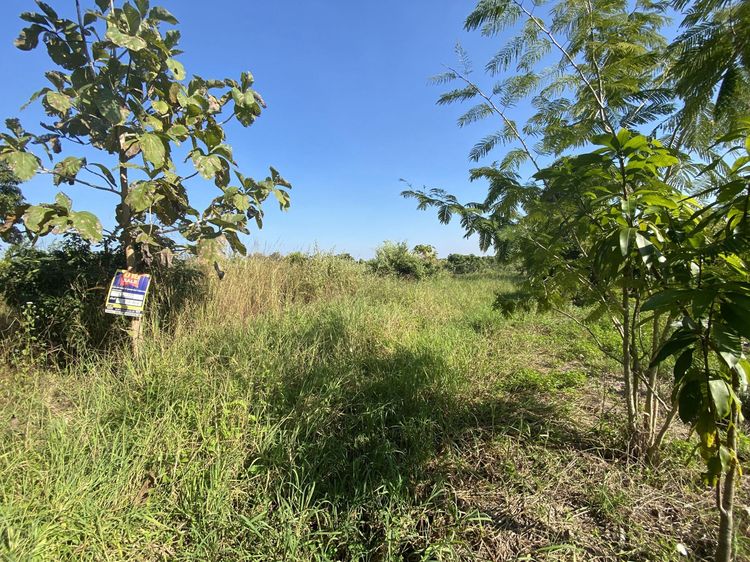 ใช่ 💖 ที่ดิน สันป่าตอง ราคาพิเศษ! 💖 รูปที่ 2