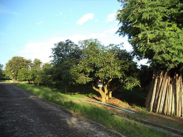 💖 ที่ดิน แม่แตง ราคาพิเศษ! 💖