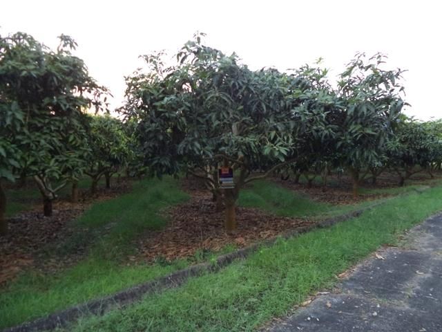 ใช่ 💖 ที่ดิน แม่แตง ราคาพิเศษ! 💖 รูปที่ 2