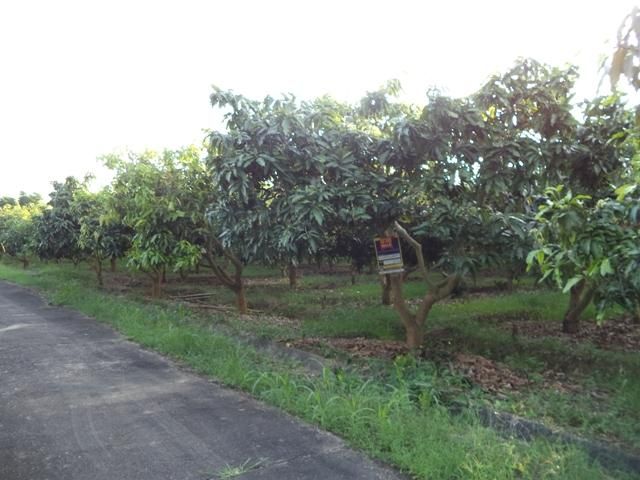 💖 ที่ดิน แม่แตง ราคาพิเศษ! 💖