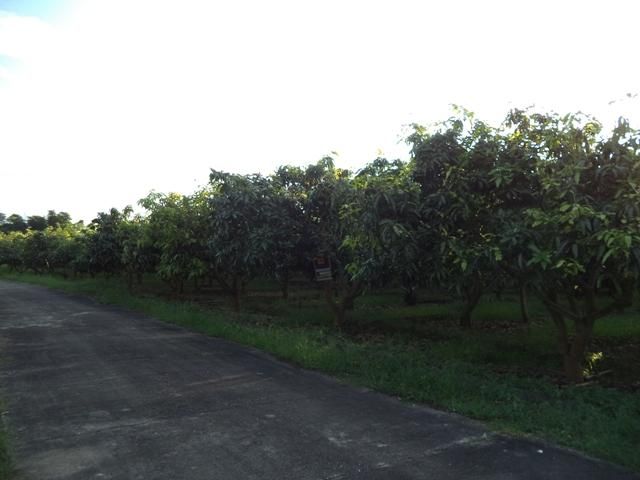 ใช่ 💖 ที่ดิน แม่แตง ราคาพิเศษ! 💖 รูปที่ 2