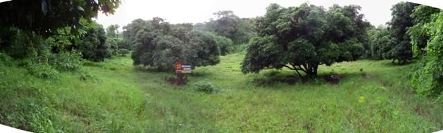 ใช่ 💖 ที่ดิน แม่แตง ราคาพิเศษ! 💖 รูปที่ 3