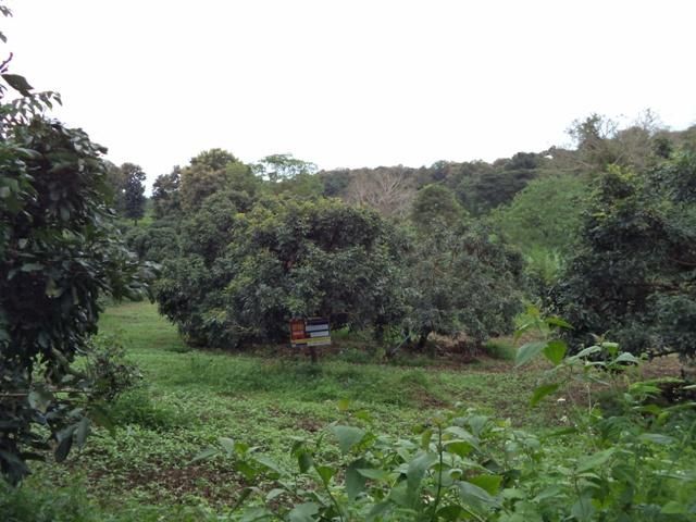 💖 ที่ดิน แม่แตง ราคาพิเศษ! 💖