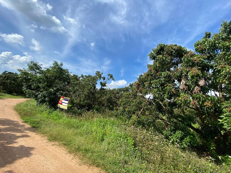 ใช่ 💖 ที่ดิน ป่าซาง ราคาพิเศษ! 💖