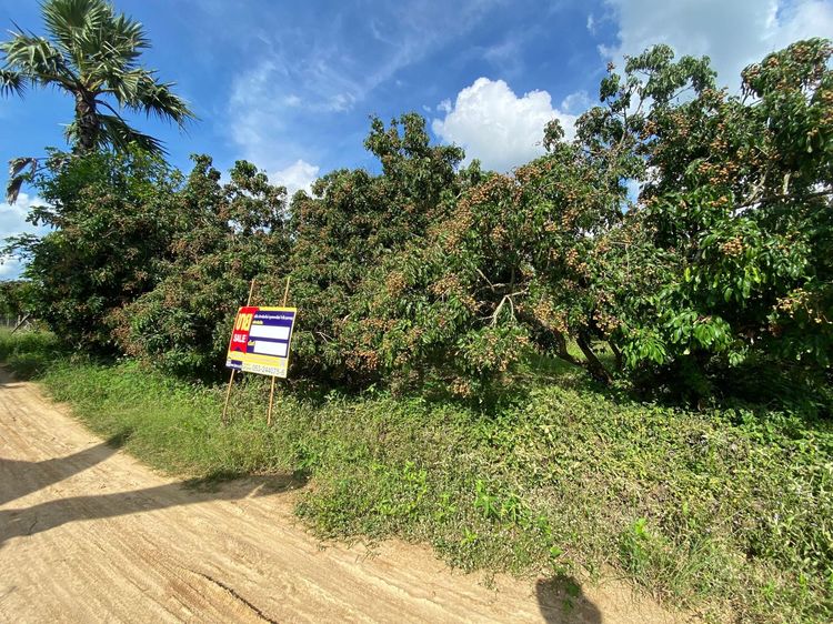 ใช่ 💖 ที่ดิน ป่าซาง ราคาพิเศษ! 💖 รูปที่ 2