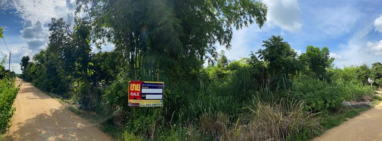 ใช่ 💖 ที่ดิน ป่าซาง ราคาพิเศษ! 💖 รูปที่ 2