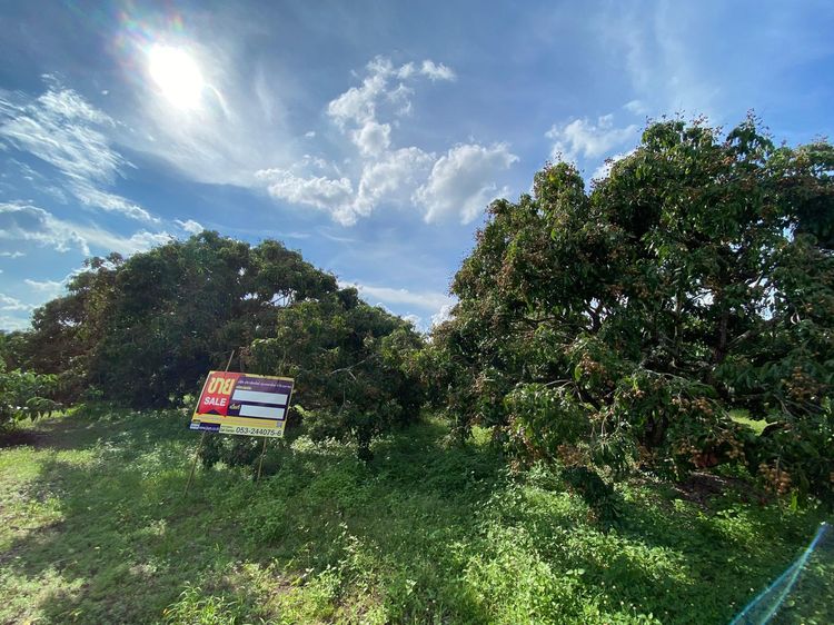 ใช่ 💖 ที่ดิน ป่าซาง ราคาพิเศษ! 💖