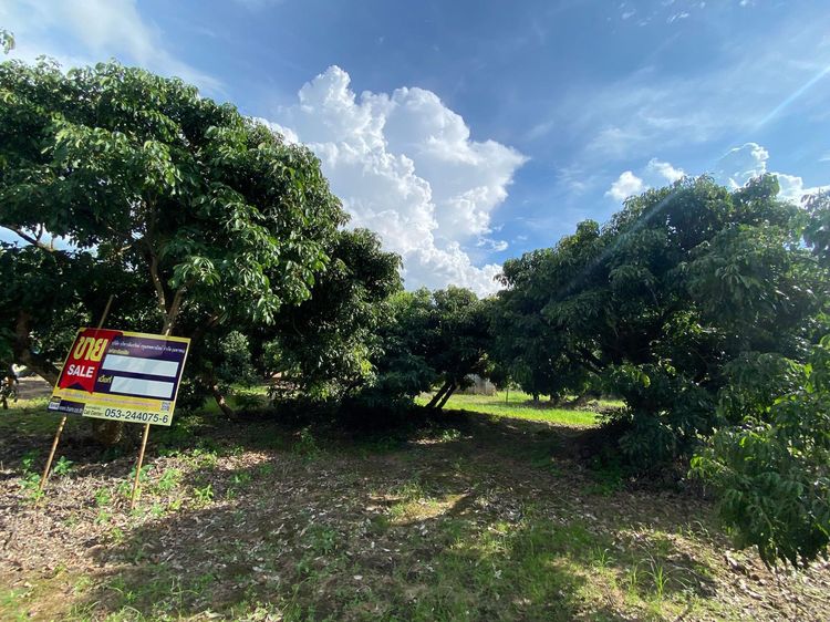 ใช่ 💖 ที่ดิน ป่าซาง ราคาพิเศษ! 💖