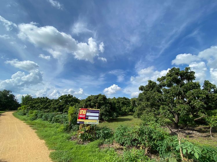 ใช่ 💖 ที่ดิน ป่าซาง ราคาพิเศษ! 💖