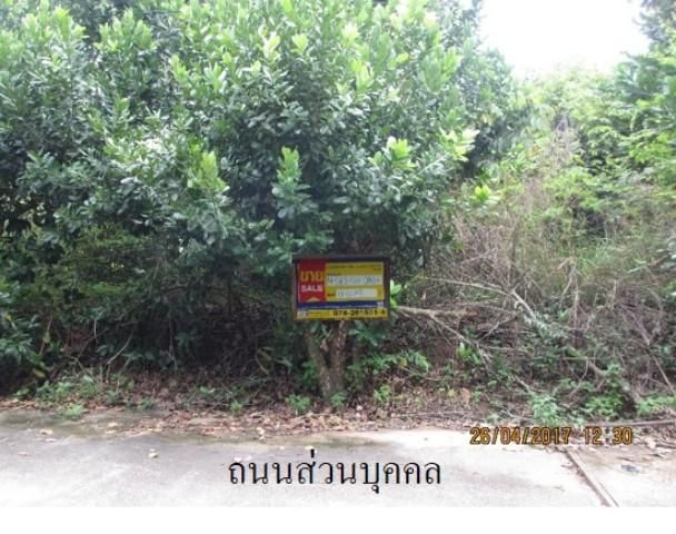 ใช่ 💖 ที่ดิน สะเดา ราคาพิเศษ! 💖 รูปที่ 2