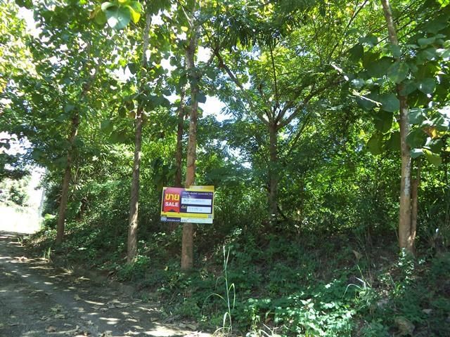 ใช่ 💖 ที่ดิน แม่แตง ราคาพิเศษ! 💖