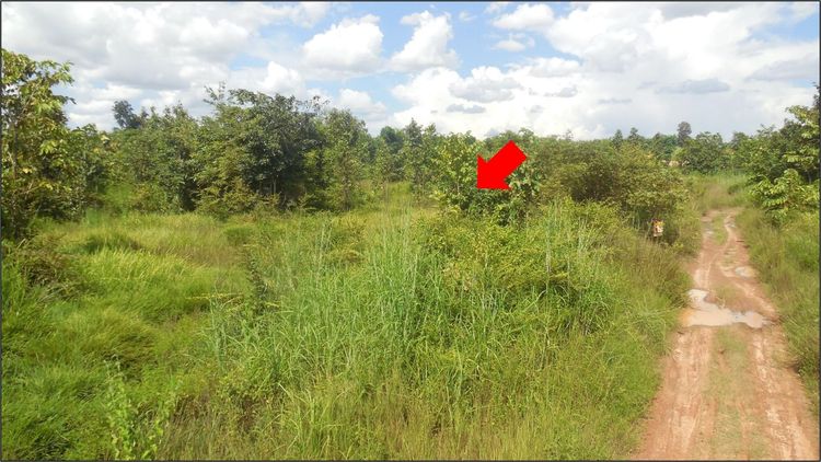 ใช่ 💖 ที่ดิน เมืองขอนแก่น ราคาพิเศษ! 💖 รูปที่ 2