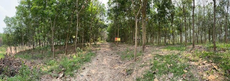 ใช่ 💖 ที่ดิน วังสะพุง ราคาพิเศษ! 💖