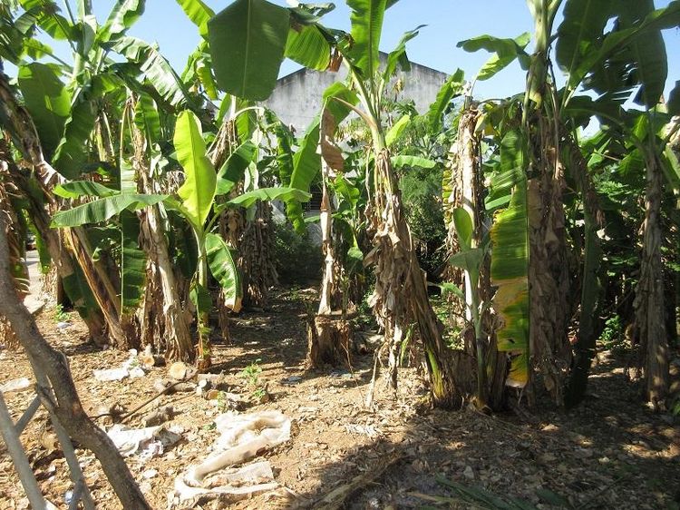 ใช่ 💖 ที่ดิน โชคชัย ราคาพิเศษ! 💖 รูปที่ 4