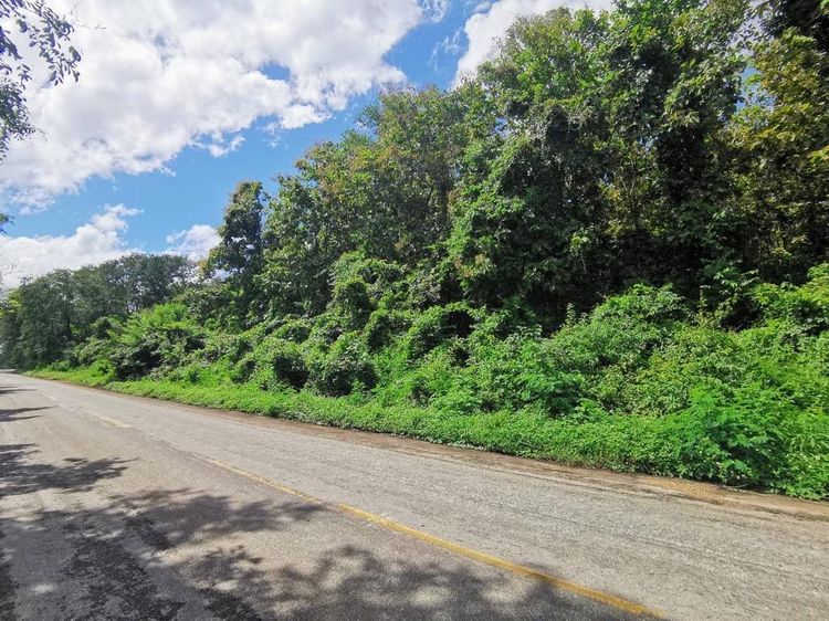 ใช่ 💖 ที่ดิน วังชิ้น ราคาพิเศษ! 💖 รูปที่ 3