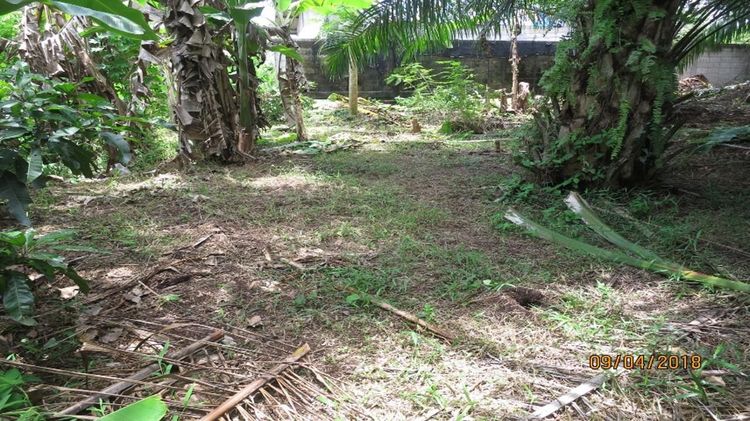 ใช่ 💖 ที่ดิน เมืองสุราษฎร์ธานี ราคาพิเศษ! 💖 รูปที่ 2