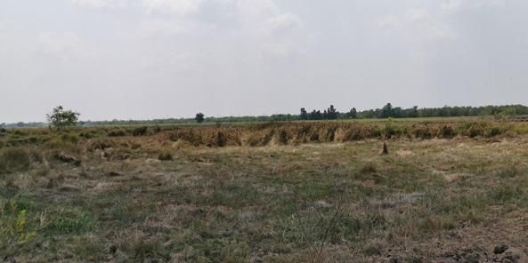 ใช่ 💖 ที่ดิน องครักษ์ ราคาพิเศษ! 💖 รูปที่ 2