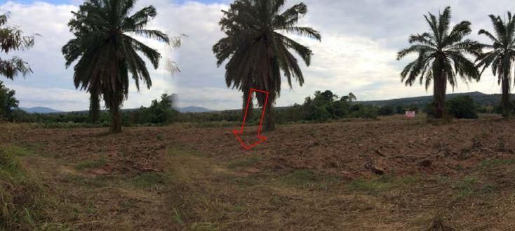 💖 ที่ดิน วังทอง ราคาพิเศษ! 💖