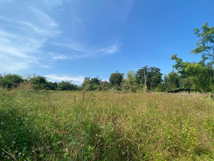 ใช่ 💖 ที่ดิน แม่วาง ราคาพิเศษ! 💖 รูปที่ 3