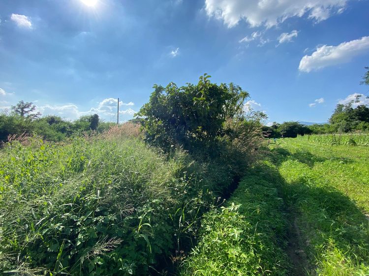 ใช่ 💖 ที่ดิน แม่วาง ราคาพิเศษ! 💖 รูปที่ 3