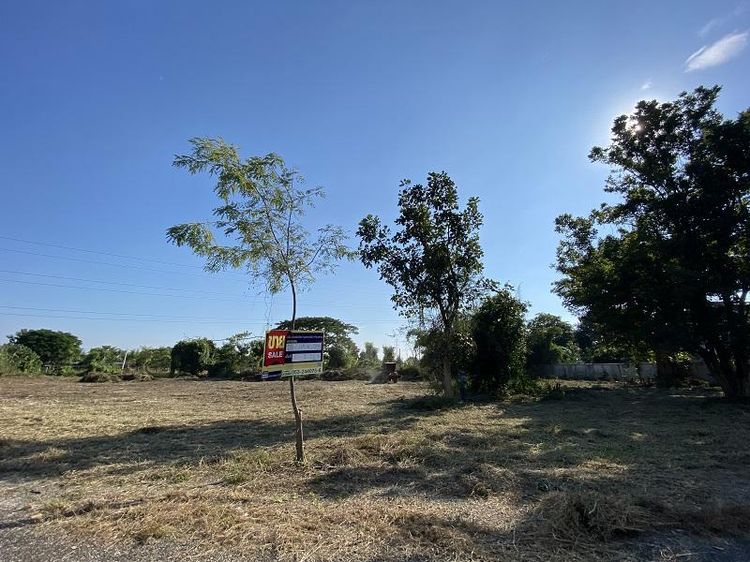 💖 ที่ดิน สันป่าตอง ราคาพิเศษ! 💖