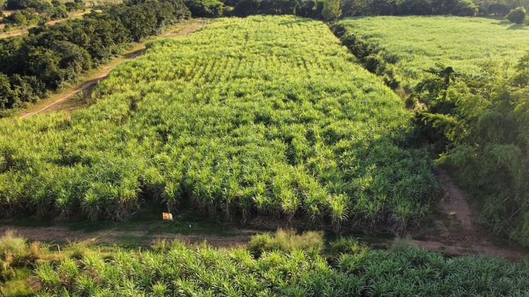 ใช่ 💖 ที่ดิน เกษตรสมบูรณ์ ราคาพิเศษ! 💖 รูปที่ 2