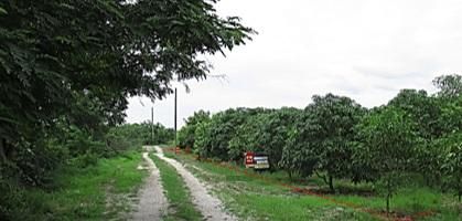 💖 ที่ดิน บ้านโฮ่ง ราคาพิเศษ! 💖