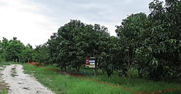 ใช่ 💖 ที่ดิน บ้านโฮ่ง ราคาพิเศษ! 💖 รูปที่ 1