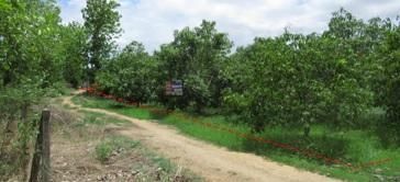 💖 ที่ดิน บ้านโฮ่ง ราคาพิเศษ! 💖