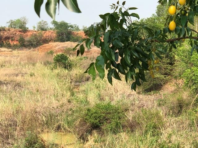 ใช่ 💖 ที่ดิน บรรพตพิสัย ราคาพิเศษ! 💖 รูปที่ 3