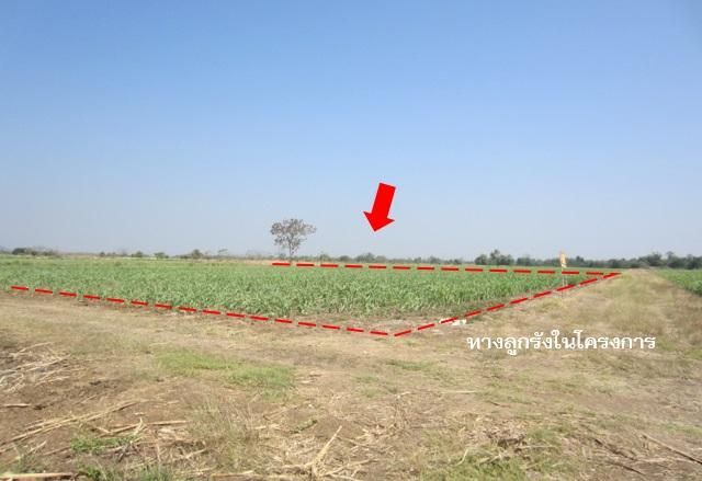 ใช่ 💖 ที่ดิน บึงสามพัน ราคาพิเศษ! 💖 รูปที่ 3