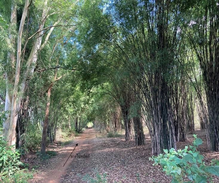 ใช่ 💖 ที่ดิน แก่งกระจาน ราคาพิเศษ! 💖 รูปที่ 4