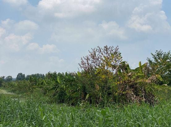 ใช่ 💖 ที่ดิน หนองแค ราคาพิเศษ! 💖 รูปที่ 4