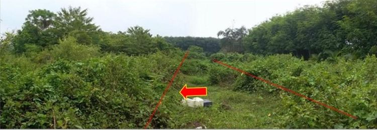 ใช่ 💖 ที่ดิน ห้วยยอด ราคาพิเศษ! 💖 รูปที่ 2