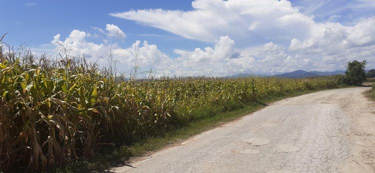 ใช่ 💖 ที่ดิน เชียงของ ราคาพิเศษ! 💖 รูปที่ 2