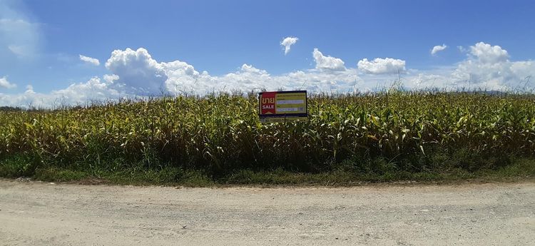 💖 ที่ดิน เชียงของ ราคาพิเศษ! 💖