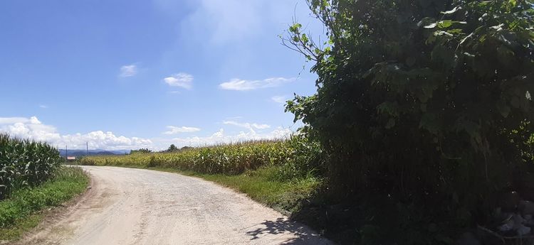 ใช่ 💖 ที่ดิน เชียงของ ราคาพิเศษ! 💖 รูปที่ 4