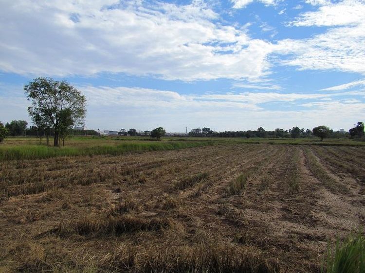 ใช่ 💖 ที่ดิน เมืองชัยภูมิ ราคาพิเศษ! 💖 รูปที่ 4