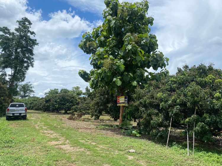 ใช่ 💖 ที่ดิน บ้านโฮ่ง ราคาพิเศษ! 💖 รูปที่ 4