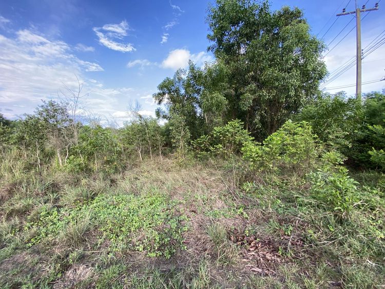 ใช่ 💖 ที่ดิน แกลง ราคาพิเศษ! 💖 รูปที่ 4